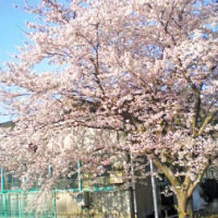 工場の桜